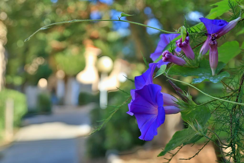 Village De Vacances Paese Di Lava, Grand Ajaccio Alata ภายนอก รูปภาพ